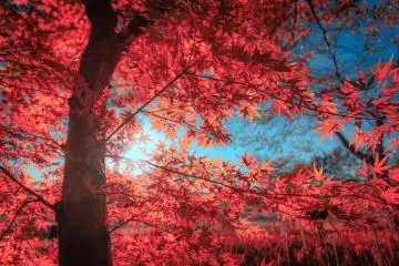 Photo: <a href="https://unsplash.com/photos/u8IuIhMWU4M" target="_blank" rel="noreferrer noopener nofollow">S. Tsuchiya</a> / Unsplash