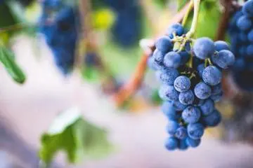 Miyako Grape Festival 2023