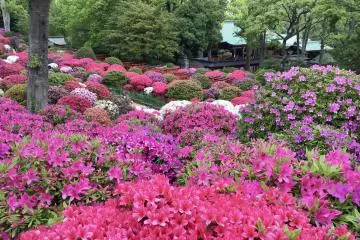 Springtime hues at Nezu Shrine, Tokyo (Photo: Mariko Sugie)