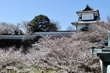 Cherry blossoms at Kanazawa Castle, Ishikawa Prefecture (Photo: Mariko Sugie)