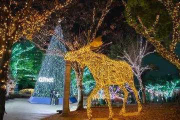 Forest of Light 2023-2024
