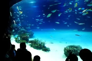 The magical underwater world of Sunshine Aquarium Ikebukuro (Photo: <a href="http://www.flickr.com/photos/47335063@N08/6208129464/in/photolist-asAhAU-asyfqP-d6DVCW-d6DVuA-d6DVoU-d6DVbd-d6DUry-d6DUid-d6DU8L-8jztFg-d6E3Ty-d6E3ME-d6E3wu-d6E3fL-d6E36y-d6E2Vy-d6E2Aq-d6E2su-d6E2iU-d6E2bm-d6E23J-d6E1VE-d6E1Nq-d6E1Bm-d6E1kw-d6E1cf-d6DZT7-" target="_blank" rel="noreferrer noopener nofollow">Kentaro Ohno</a>)