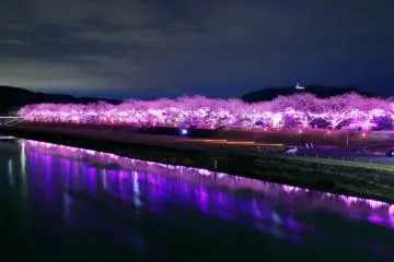Ogawara Sakura Illuminations 2023-2024