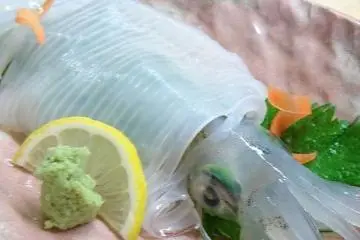 Raw Kensaki Squid (Photo: Hagi City)