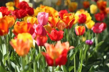 Tulip Fair at Okinawa Ocean Expo Park 2027