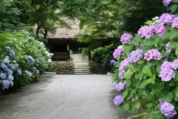 Amidaji Temple Hydrangea Festival 2026