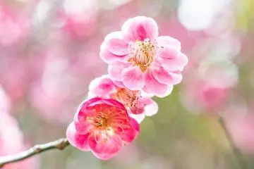 Yutagawa Onsen Plum Festival 2027