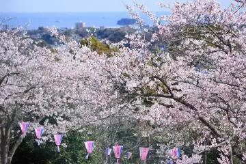 Kinugasa Sakura Festival 2027