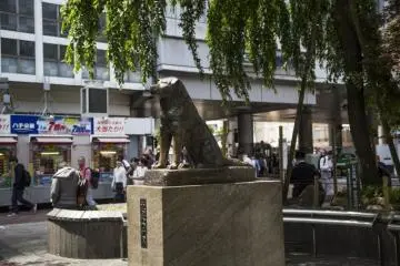 Photo: <a href="https://en.japantravel.com/tokyo/hachiko-statue-in-shibuya/44644" target="_blank" rel="noreferrer noopener nofollow">Ignatius Koh</a> / JT