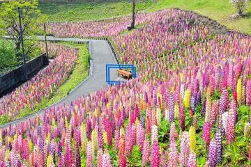 Spring Hill Lupine Festival 2026
