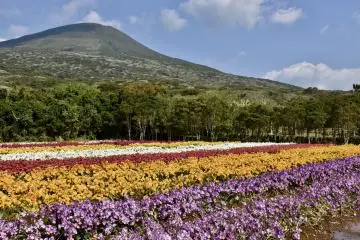 Hachijojima Freesia Festival 2027