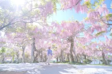 Sera Kogen Wisteria Festival 2026