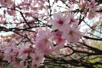 Atomi Gakuen Cherry Blossom Festival 2027