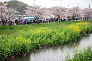 Kokubu River Cherry Blossom Festival 2027