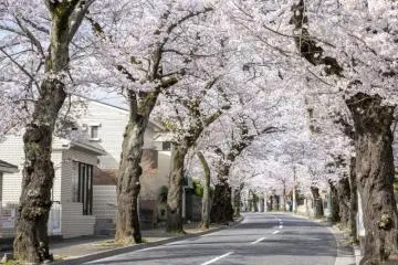 Tokiwadaira Sakura Festival 2027