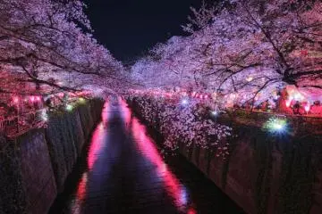 Meguro River Cherry Blossom Festival 2027