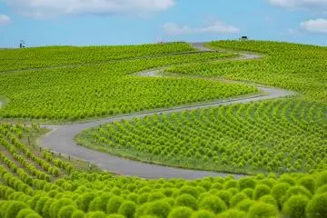 Summer views of the kochia at Miharashi Hill (Photo: Fabien Recoquille)