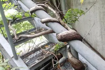 Nature starting to reclaim (Photo: Matthew Shewchuk)