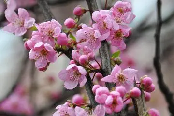 Akebonoyama Plum Festival 2027