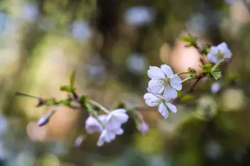 Wild Sakura on Mt. Anbou (Photo: Leslie Taylor)