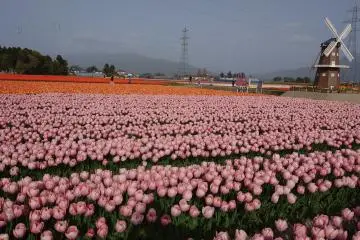 Photo: Niigata Prefecture Tourism Association