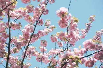 Takayama Spring Festival 2027
