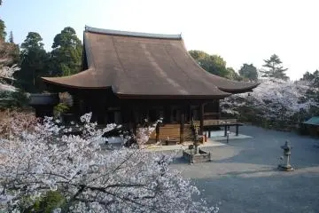 Mii-dera Cherry Blossom Awa Odori 2027