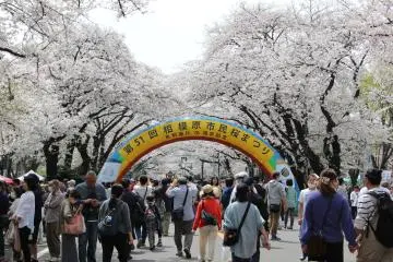 Sagamihara Cherry Blossom Festival 2027