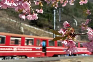Train behind springtime sakura (Photo: Ben Liau / Unsplash)