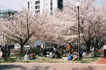 Hanami in Fukuoka (Photo: Nichika Sakurai / Unsplash)