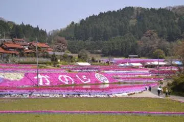 Odori Shibazakura Festival 2026