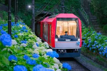 Night Hydrangea Train 2026