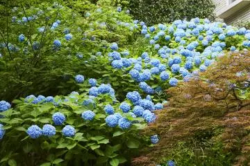 Photo: Seibu Prince Hotels Worldwide Inc.