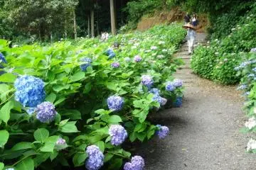 Photo: <a href="https://en.japantravel.com/fukuoka/hydrangea-at-senko-ji/13354" target="_blank" rel="noreferrer noopener nofollow">Mandy Bartok</a> / JT