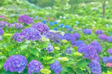 Photo: Maizuru City