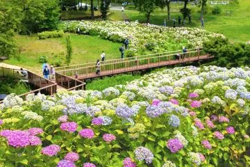 Sanuki Manno Park Hydrangea Festival 2026