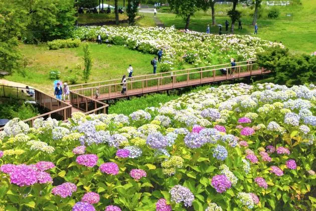 Sanuki Manno Park Hydrangea Festival 2026