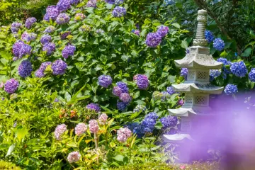 Otakiyama Saihoin Hydrangea Festival 2026