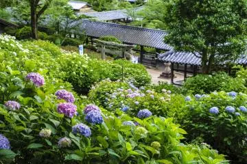 Kibitsu Shrine Hydrangea Festival 2026