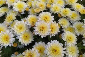 Yokote Chrysanthemum Festival 2026