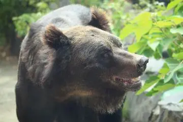 The Ussuri Brown Bear is larger than the Asiatic Black Bear, and is found in Hokkaido (Photo: <a href="https://commons.wikimedia.org/wiki/File:Ussuri_Brown_Bear_in_Higashiyama_Zoo,_Tashiro-cho_Chikusa_Ward_Nagoya_2012.jpg" target="_blank" rel="noreferrer noopener nofollow">Tomio344456</a> / <a href="https://creativecommons.org/licenses/by-sa/4.0/deed.en" target="_blank" rel="noreferrer noopener nofollow">CC BY-SA 4.0</a>)