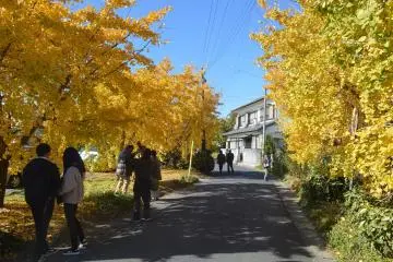 Sobue Ginkgo Festival 2026