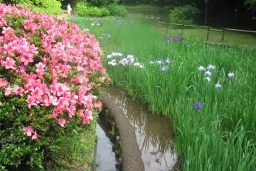 Meiji Jingu's Inner Gardens