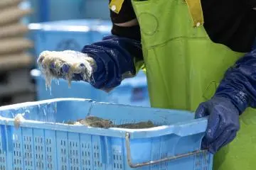 Inspecting the fresh catch (Photo: Fabien Recoquille)