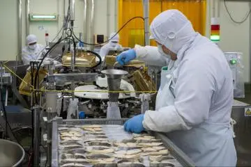 Fish being prepared at Yamatoku Hiratsuka Suisan (Photo: Leslie Taylor)