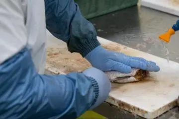 A sea bream being cut at Yamatoku Hiratsuka Suisan (Photo: Leslie Taylor)