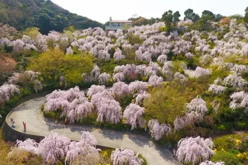 Hanamiyama Naruto Cherry Blossom Festival 2026