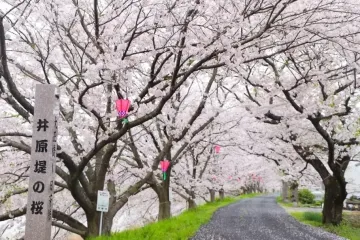 Ibara Cherry Blossom Festival 2027