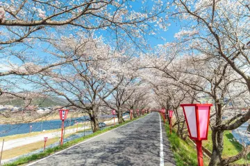 Tenryo Kuse Sakura Festival 2027