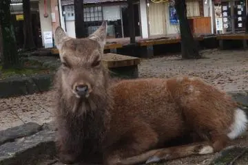 Native deer laze around the island ignoring tourists (Photo: Matthew Shewchuk)